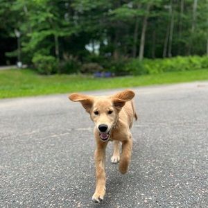 Meet your Posher, Kv